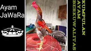 koleksi ayam jawara#ayam berkuwalitas