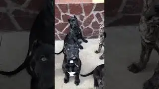 Presa Canario puppies
