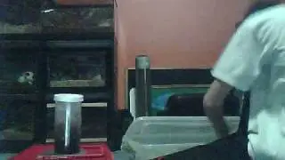 Tarantula Feeding Video 4