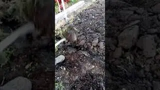 Перекопка огорода вручную, удобный способ.