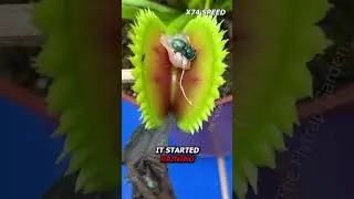 Feeding Raw Chicken to a Flytrap 