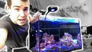 COMPLETE Nano Reef Overhaul!
