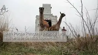 GUANACO, EL RETORNO DEL GRAN HERBÍVORO SUDAMERICANO