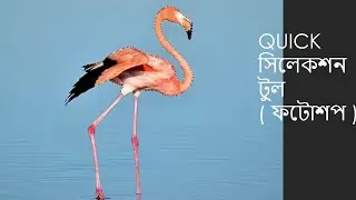 কিভাবে কোনো ছবির অংশ সিলেক্ট করবেন Use of Quick Selection Tool (Photoshop)- Photoshop Course Bengali