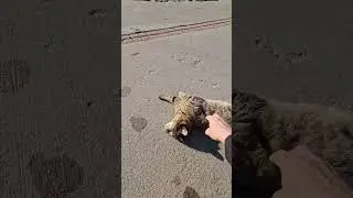 Zeytinburnu Sahili’nde bahar yürüyüşü... 😻