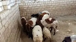 نصيحة لوجه الله لمربي الأغنام واهم التحصينات من الأمراض المنتشرة ولايگ لو عجبگ