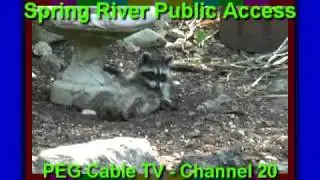 Raccoon's 105º Siesta