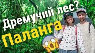 ПАЛАНГА. Лес у моря. Пляжи Литвы