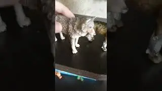 жизнь Искры и Клыка🐺❤️2 часть♥️