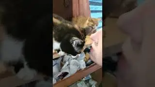 Приют Лены Ротанчук .                Одесса