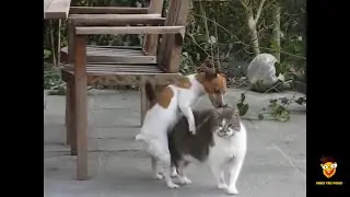 Jack Russel Terrier besteigt eine Katze #shorts Lustige Hunde Videos 🥳