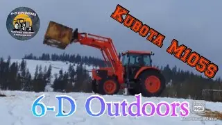 Feeding cattle: Kubota M105S.
