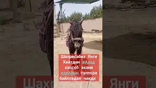 Шахрисабиз Янги Хаëтдан #Ахад кассоб акани #делфин тулпори байловдан чикди бу йилги мовсумга омад