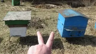 Объединение двух пчелиных семей.