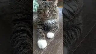 #милыймойкот #котысмеются #мейнкун #окраскота #смешныекотики #мойкот #кошки #котята #забавныекоты