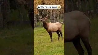 Insane elk hunt 50yards 👀 #hunting #elk #elkhunting #archery #trending #shorts #viral #harvest