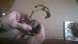Изготовление вабикусы. (садим эхинодорус, криптокорину)