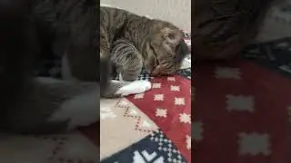 Обращайтесь , цена договорная )