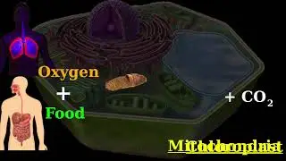 Structure of Cell: Components and Function