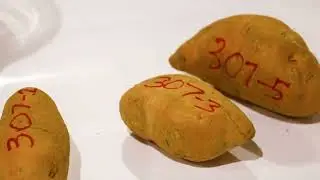 Careers in Sweetpotatoes: Agricultural Engineer