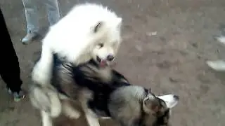 Самоед против Маламута