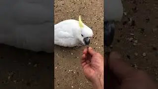 Parrot Talking - Smart And Funny Parrots Video | EP713