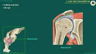 CHI TRÊN: KHỚP VAI (KHỚP Ổ CHẢO-CÁNH TAY) (PPT)
