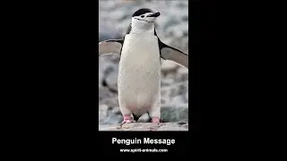 A Message from Penguin