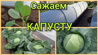 Всегда кладу это в лунку при посадке капусты.👍💯