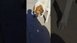 Peynirli poğaça nasıl yenir 🤗🤗 #dog #animals #dogs #dogshorts