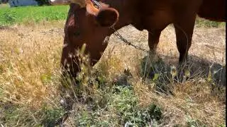 Brown Cow Eating Grass