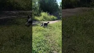 Гончая #коргикардиган