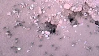 Ants in Arizona