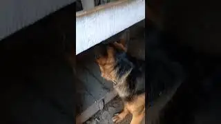 Любим наших коров 
