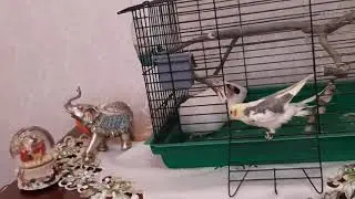 Хвост за хвост
