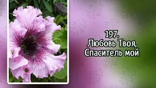 Гимны надежды 197 Любовь Твоя, Спаситель мой (-)