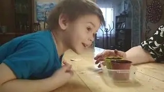 Торопим весну! )))   Сажаем помидоры и базилик!