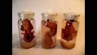 How to Support KURIOLOGY Art Sculpture on Patreon.com