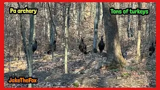 Pa Archery, A Lot Of Turkeys!