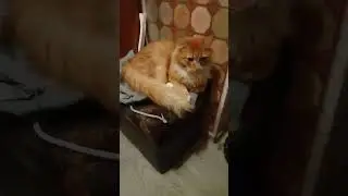 Любимчик котик Золтон,🐈🐈🐈🐈🐈