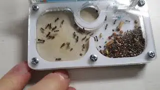 Муравьиная ферма. День 4-й. Рождение новых муравьёв!!!
