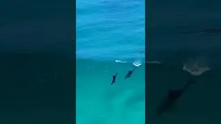 Incredible View of Dolphins playing with Sea Waves | Dolphin