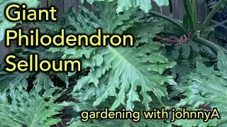 The Giant Philodendron selloum - How To Grow It Outdoors and Indoors