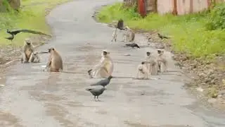 Monkey Video | #shorts #monkey #gir