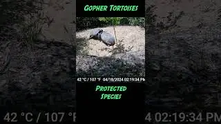 Gopher Tortoise Battle on Trail Cams