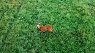 Roe Deer Morning