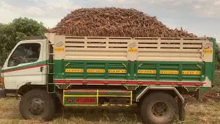 Cassava from plant to harvest
