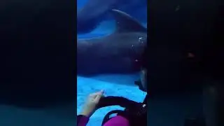 Дельфины 🐬 