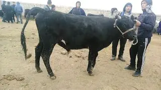 KATTA BUQALAR QIZIRIQ MOL BOZORI 2022 КАТТА БУКАЛАР КИЗИРИК МОЛ БОЗОРИ 