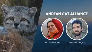 Protecting Andean Cats | Wildlife Conservation Expo